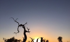 大文记者探访2021年内蒙古66个“网红打卡地”——居延海