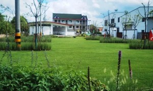 内蒙古的耐踏快乐小草首落上海，车下有草 车上有树