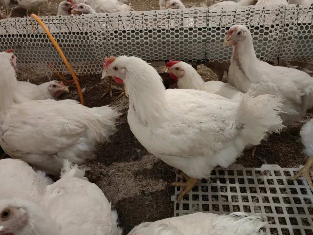 1697975848953192.jpg?x-oss-process=style/w10 640 (4).jpg?x-oss-process=style/w10